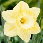 10th Wedding Anniversary Flower
